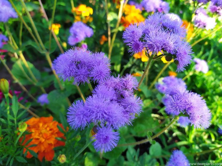 deer resistant annuals for shade