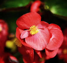 Complete Guide to Growing Begonias