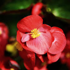 Complete Guide to Growing Begonias