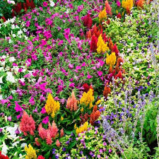 Best Annuals For Full Sun