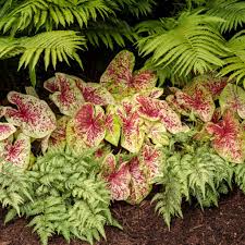 deer resistant annuals for shade
