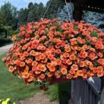 Complete Guide to Growing Calibrachoa