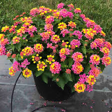 Guide to Growing Lantana