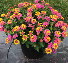 Complete Guide to Growing Lantana