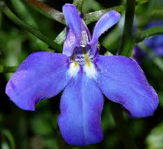 Complete Guide to Growing Lobelia