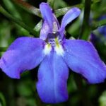 Complete Guide to Growing Lobelia