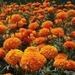 Complete Guide to Growing Marigolds