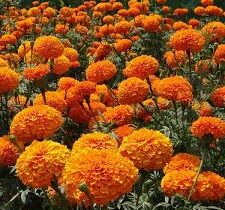 Complete Guide to Growing Marigolds