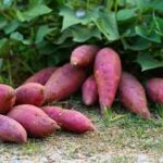 Complete Guide to Growing Sweet Potato Vine