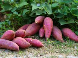 Complete Guide to Growing Sweet Potato Vine