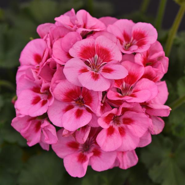 GERANIUM