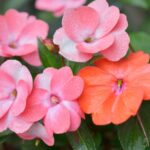 Guide to Growing Impatiens