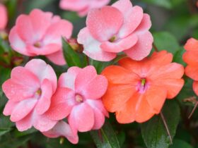 Guide to Growing Impatiens