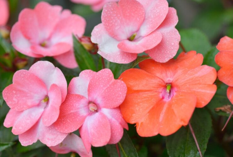 Guide to Growing Impatiens