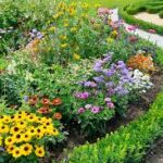 Perennials vs Annuals