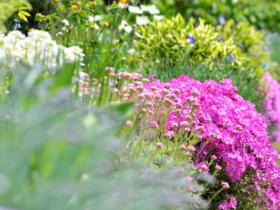 Planting Perennials in Fall