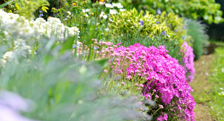 Planting Perennials in Fall