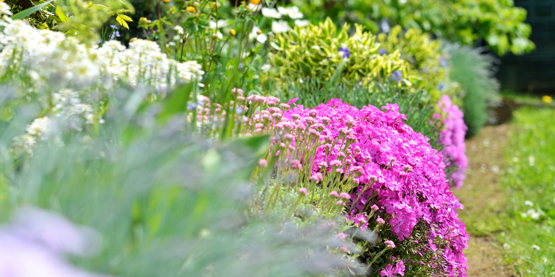 Planting Perennials in Fall