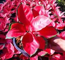 Red Aglaonema