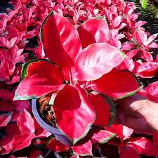 Red Aglaonema