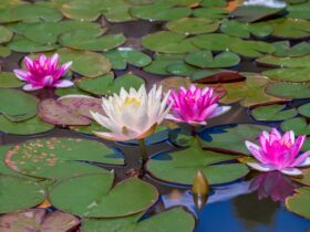 Water Plants