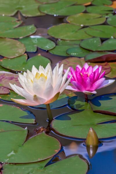 Water Plants