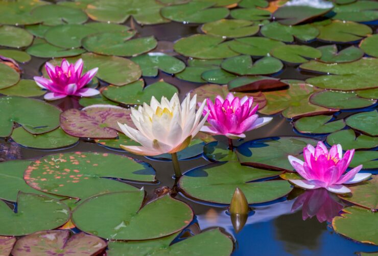 Water Plants