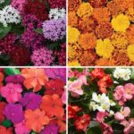 annuals plantation guide;