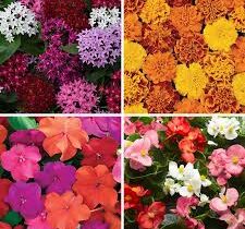 annuals plantation guide;