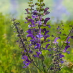 Complete Guide to Growing Salvia