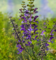 Complete Guide to Growing Salvia