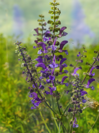 Complete Guide to Growing Salvia